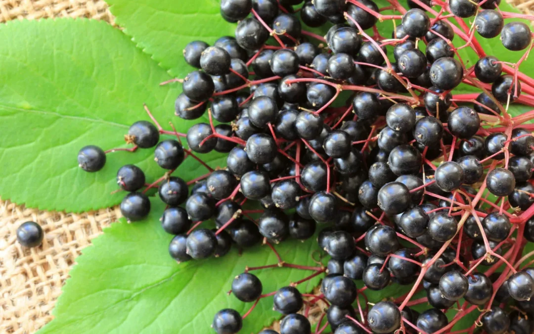 Herbal Wisdom: The Health Benefits of Elderberry