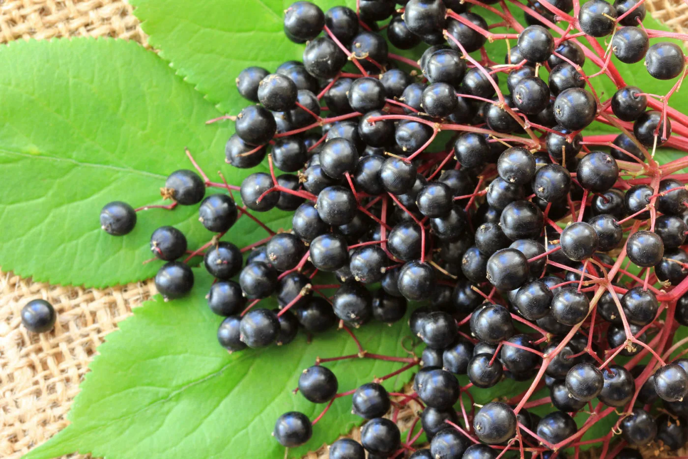 24610773 - freshly picked elderberry sambucus berries on the leaves